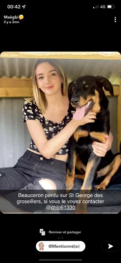 Chien perdu Beauceron
