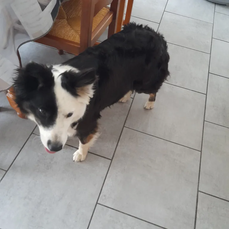 Chien trouvé