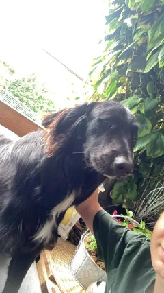 Chien perdu Bouvier Bernois