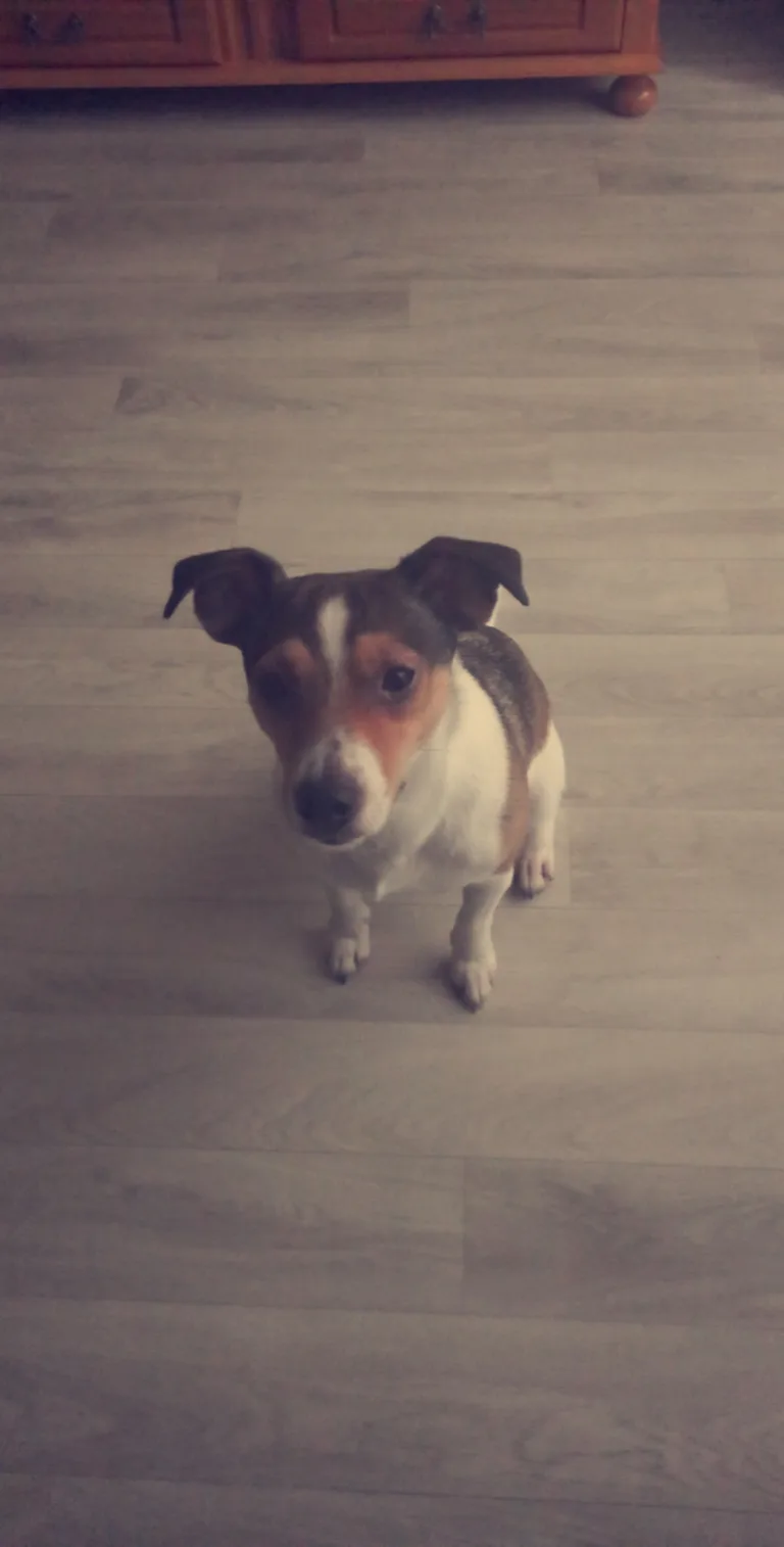 Maya