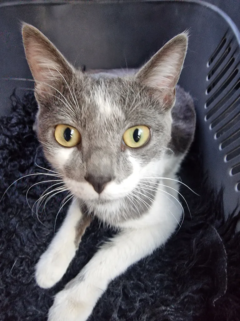 Chat trouvé