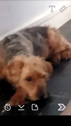 Chien trouvé Chien Courant