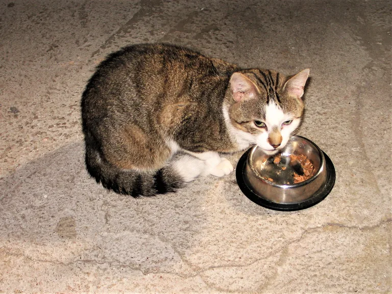 Chat trouvé