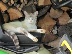 Chat perdu Croisé