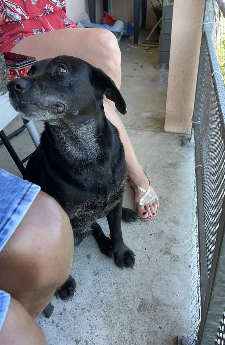 Chien trouvé
