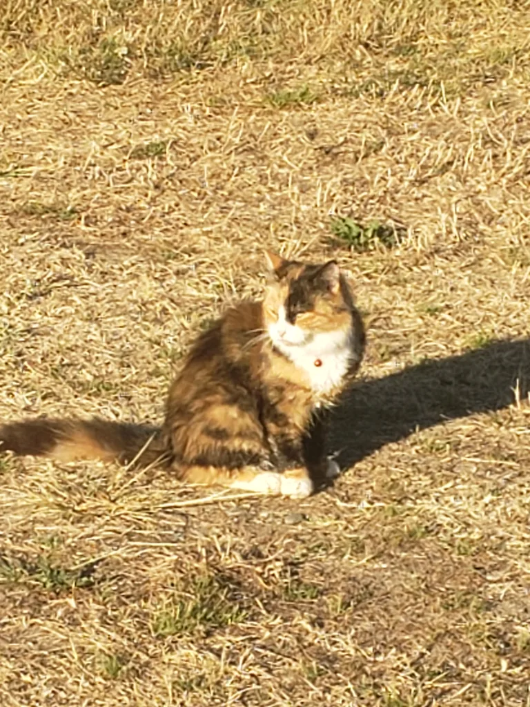 Chat trouvé