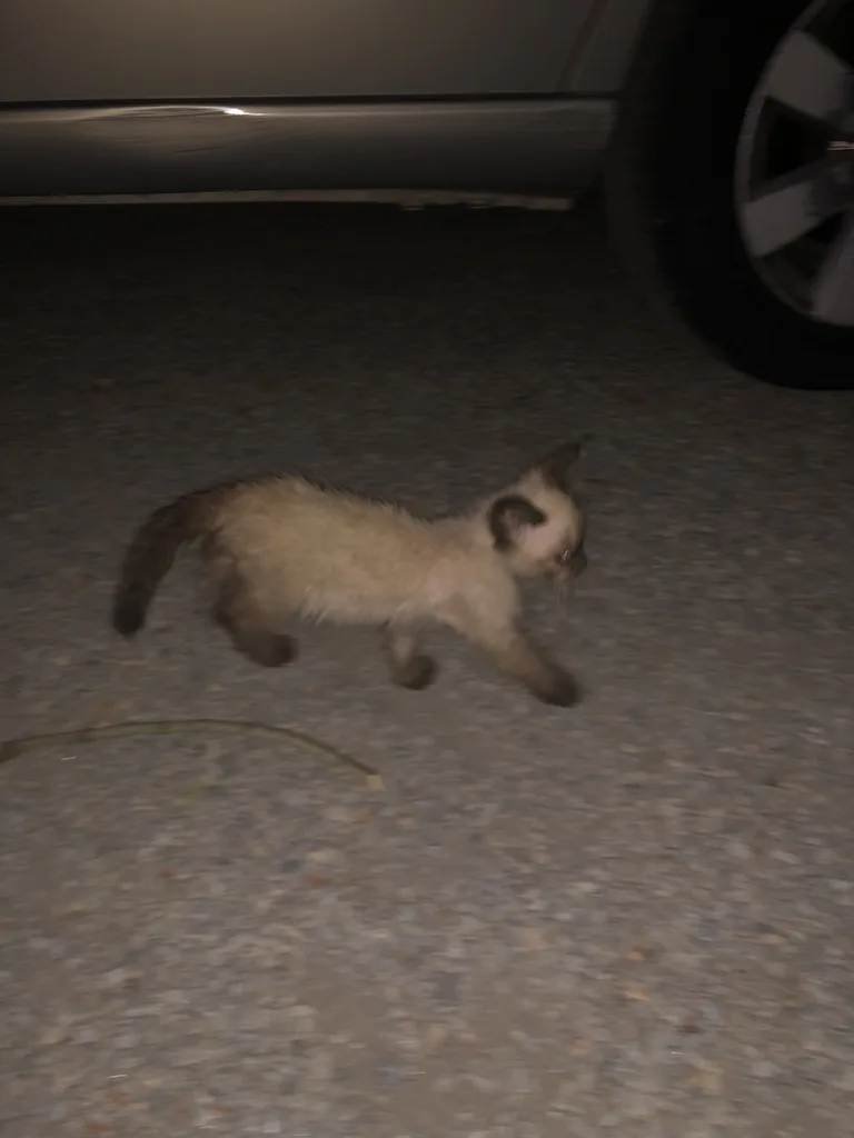 Chat trouvé