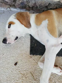Chien trouvé Croisé