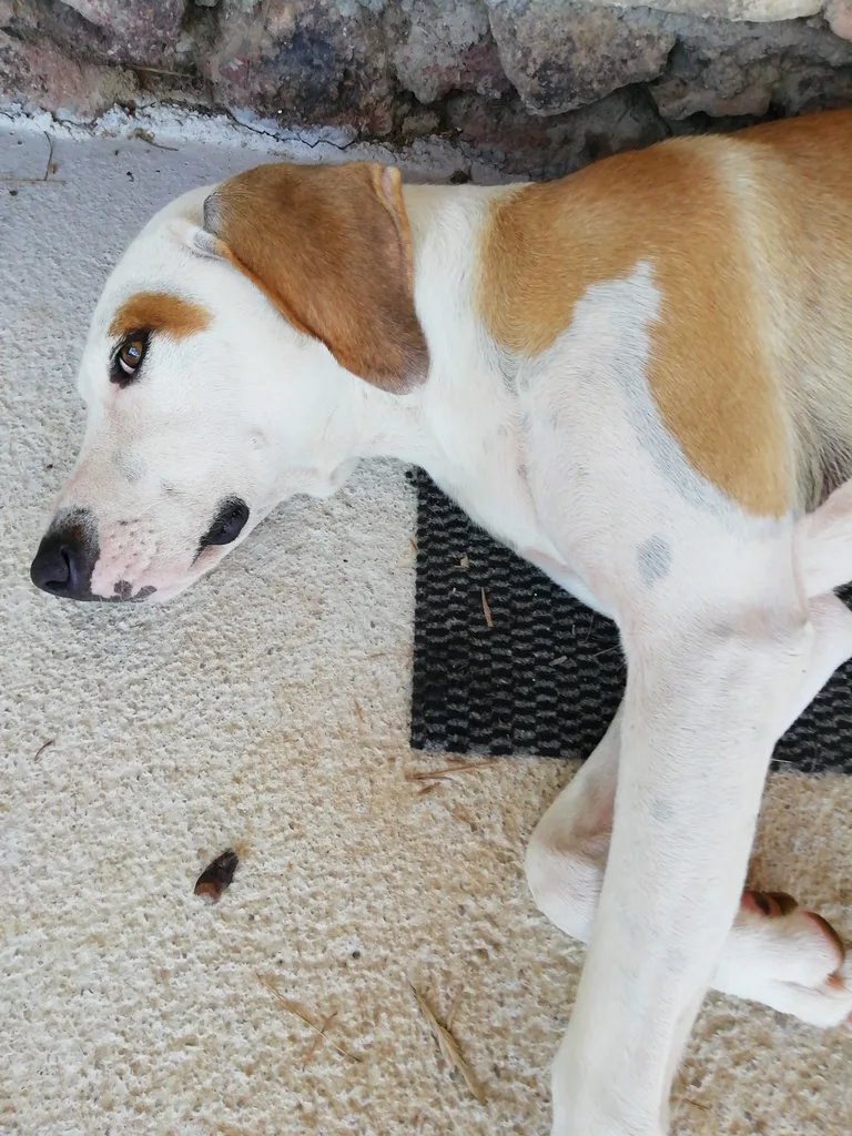Chien trouvé