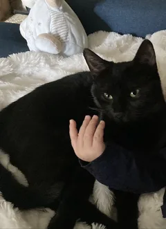 Chat perdu Européen