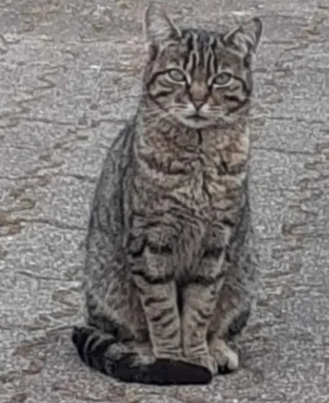 Chat trouvé