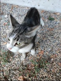 Chat trouvé Européen