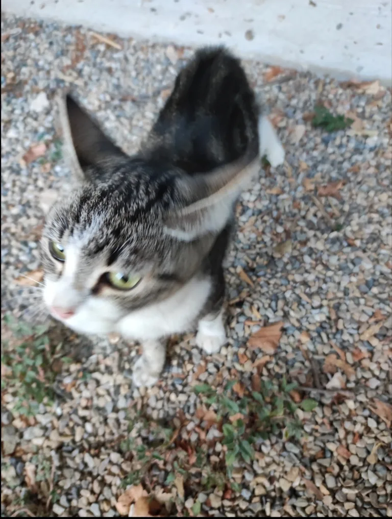 Chat trouvé