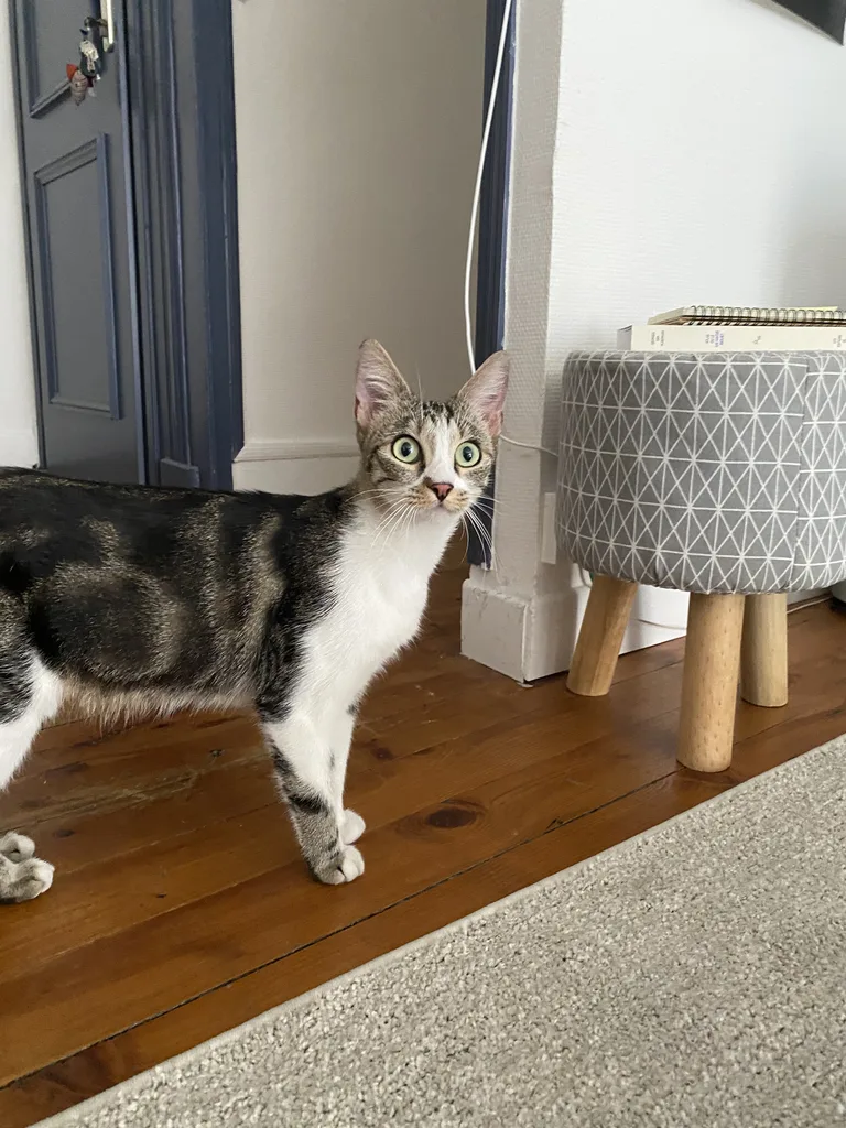 Chat trouvé