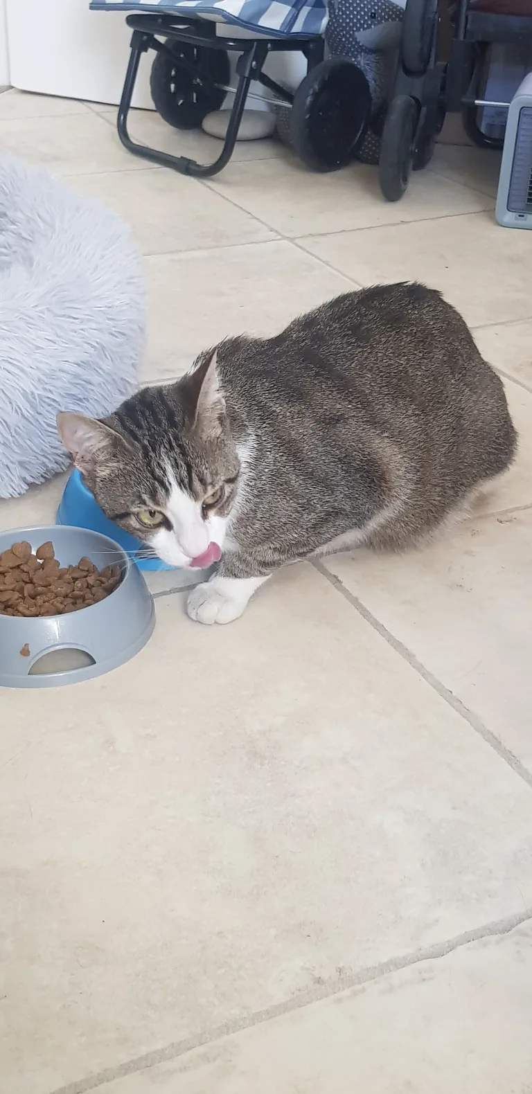 Chat trouvé