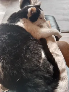 Chat perdu Européen