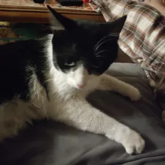 Chat trouvé Européen