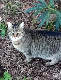 Chat perdu Européen