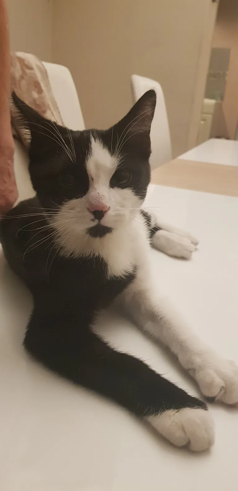 Chat trouvé