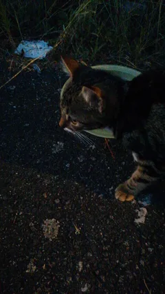 Chat trouvé Chat Tigre