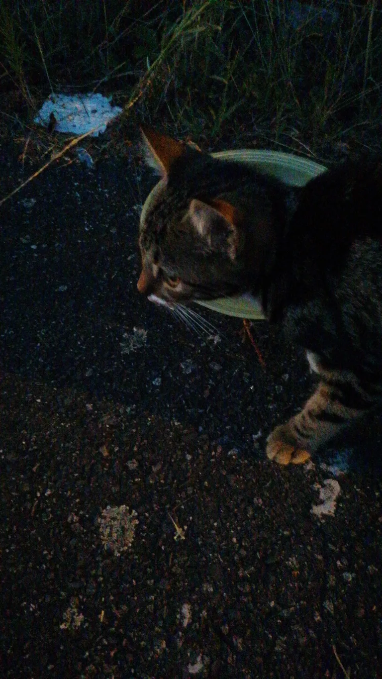 Chat trouvé