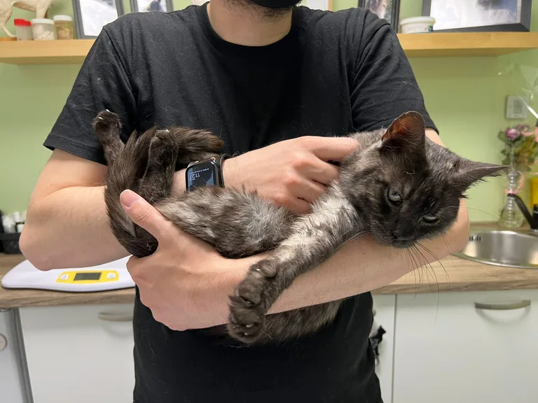 Chat trouvé