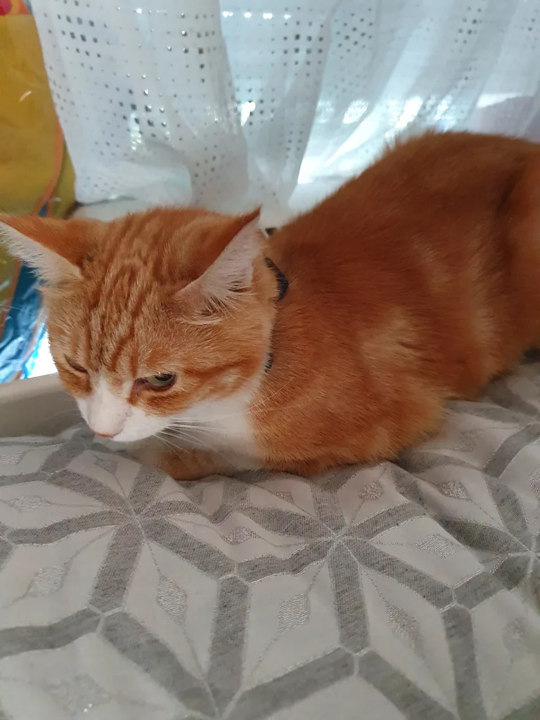 Chat trouvé