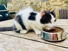 Chat trouvé Européen