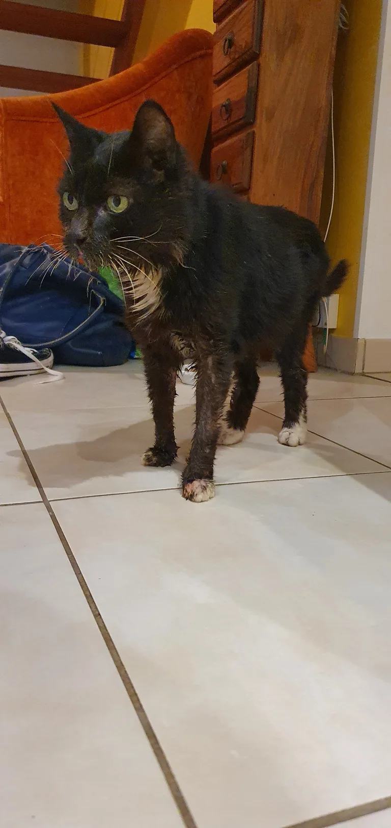 Chat trouvé