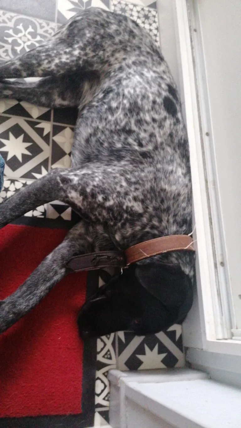 Chien trouvé