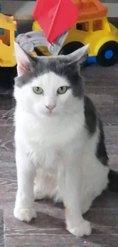 Chat perdu Angora Turc