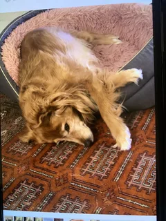 Chien perdu Retriever de nouvelle écosse