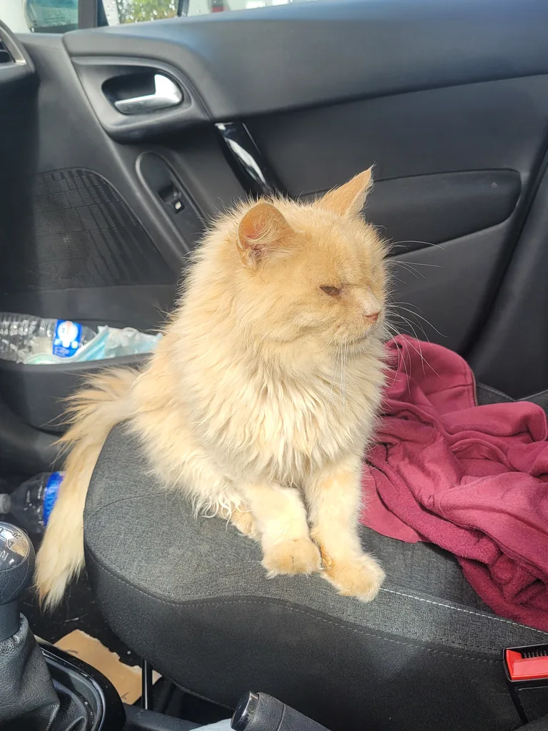 Chat trouvé