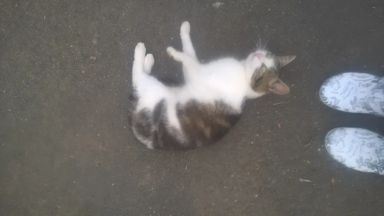 minette