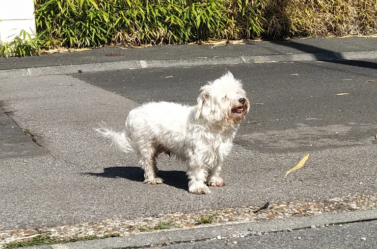 Chien trouvé