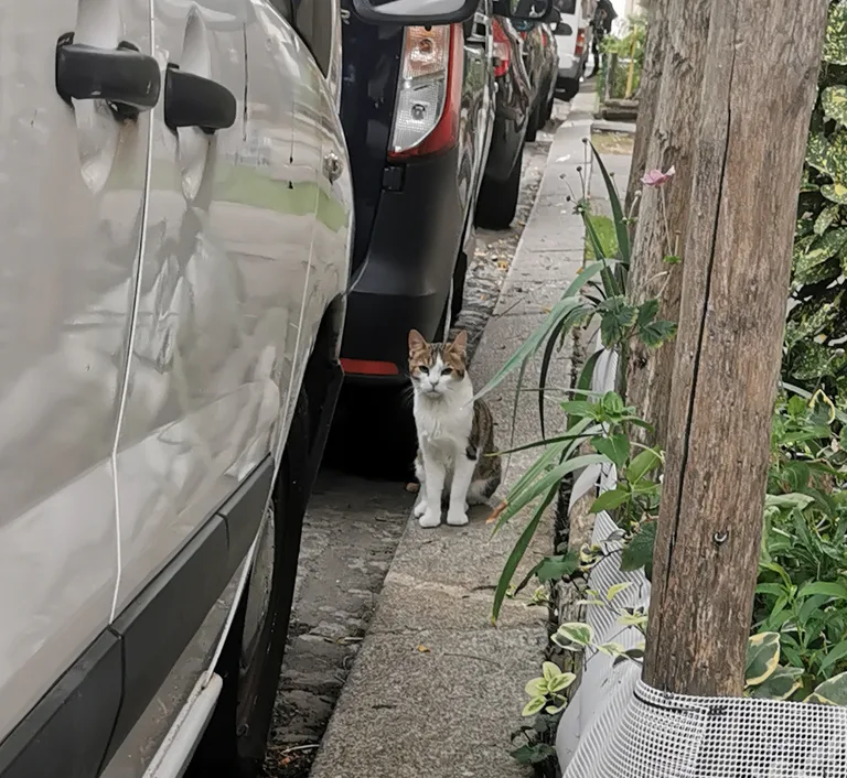 Chat trouvé