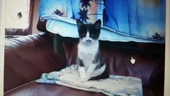 Chat perdu Croisé