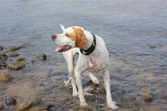 Chien perdu Pointer