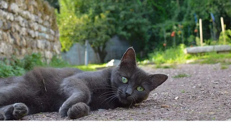Pépite