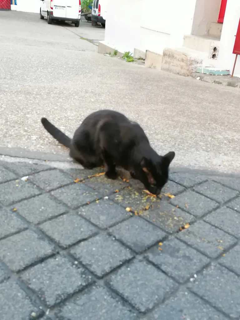 Chat trouvé