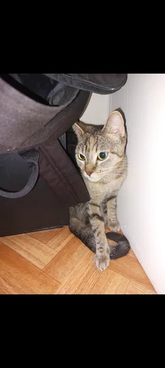 Chat perdu Européen