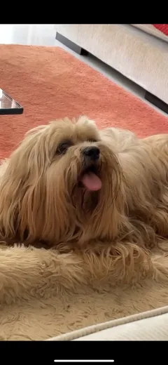 Chien perdu Lhassa Apso