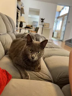 Chat trouvé Bleu russe