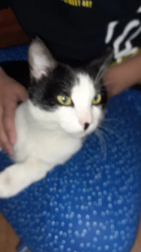 Chat trouvé
