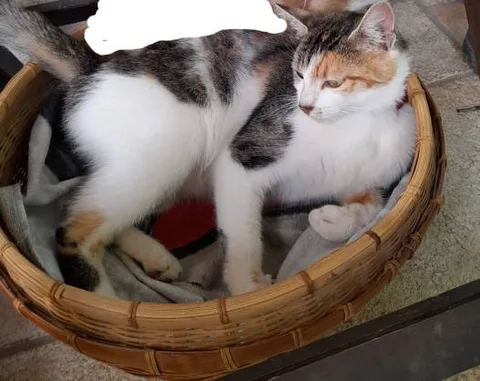 Chat trouvé