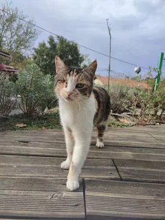 Chat trouvé Européen