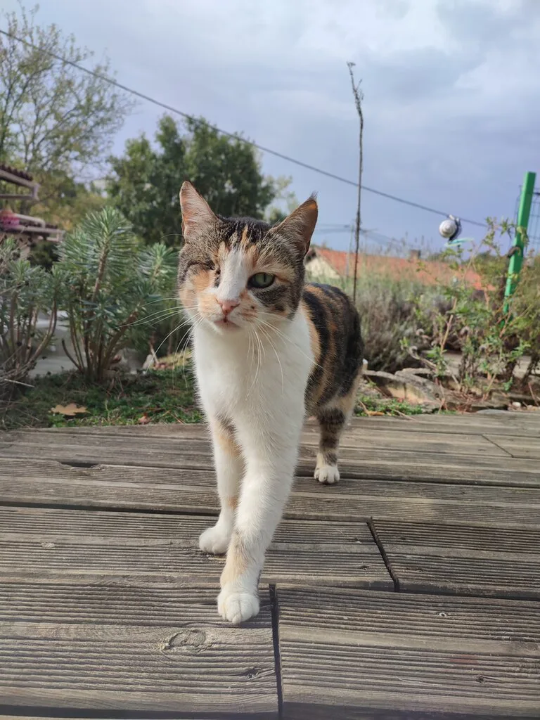 Chat trouvé