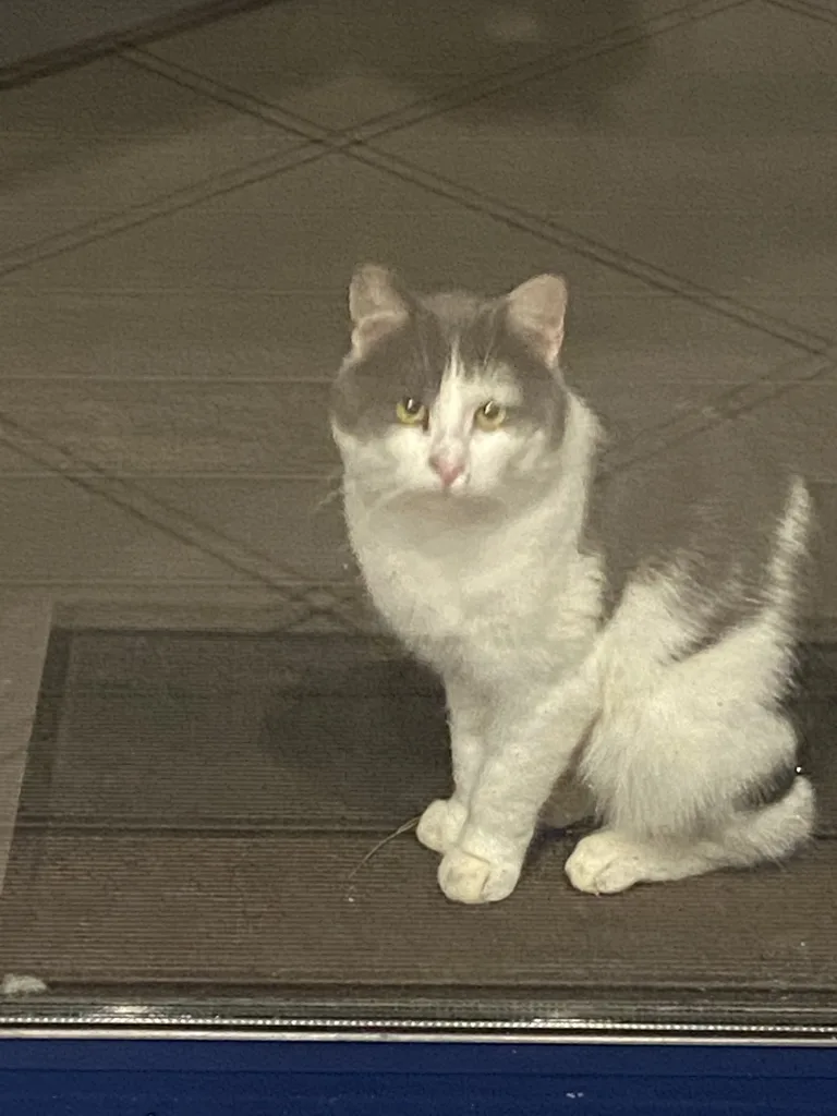 Chat trouvé