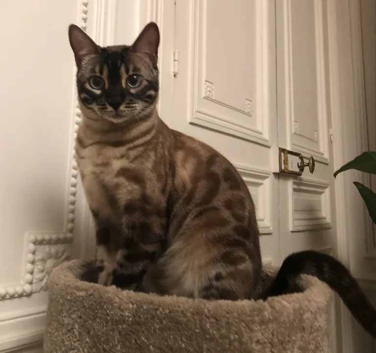 Mila