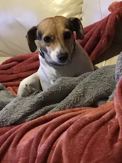 Chien perdu Jack-Russell-Terrier
